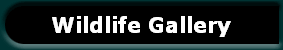 Wildlife Gallery